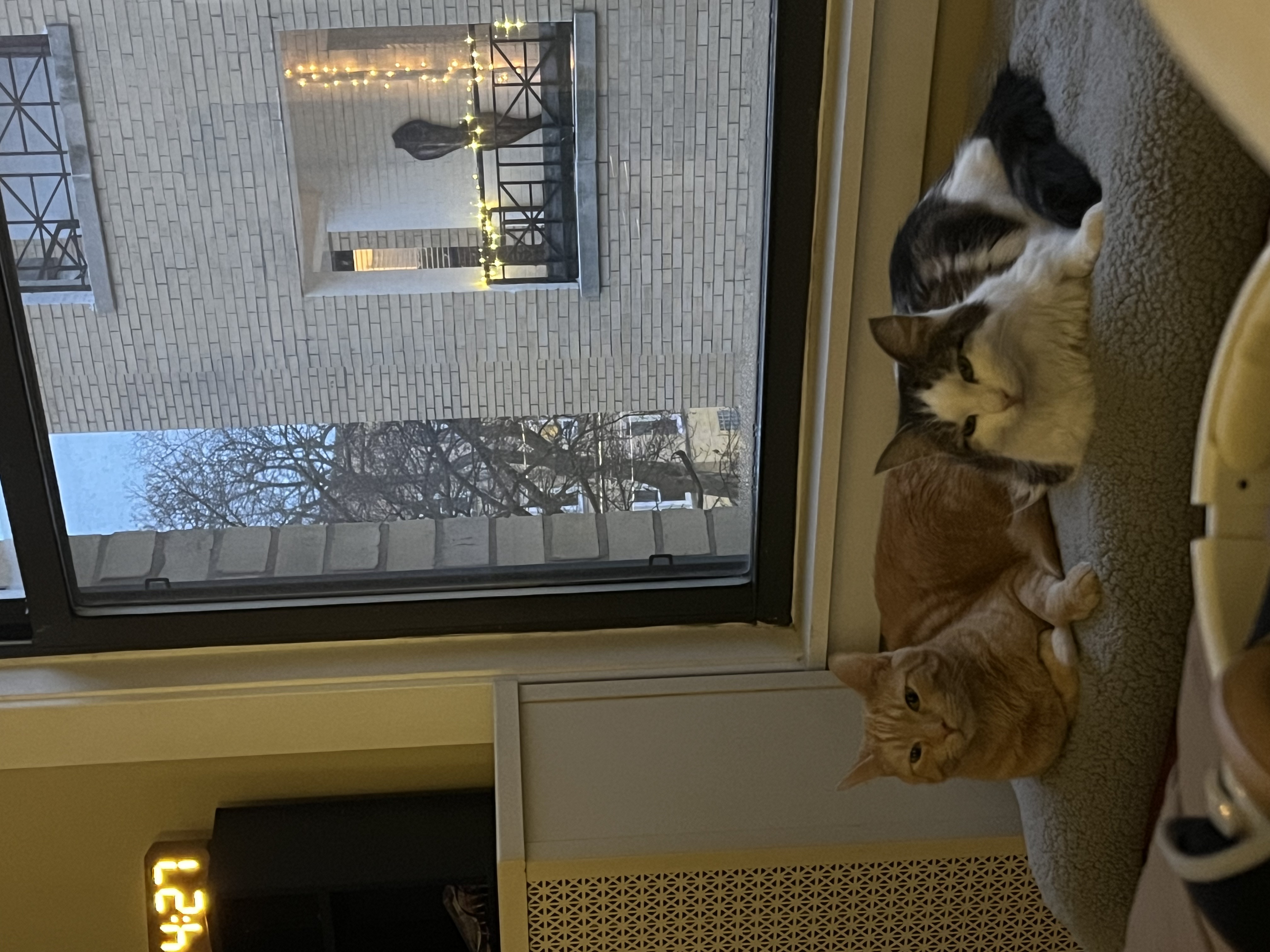 Two kitties sitting next to each other in THE EXACT SAME POSITION :)